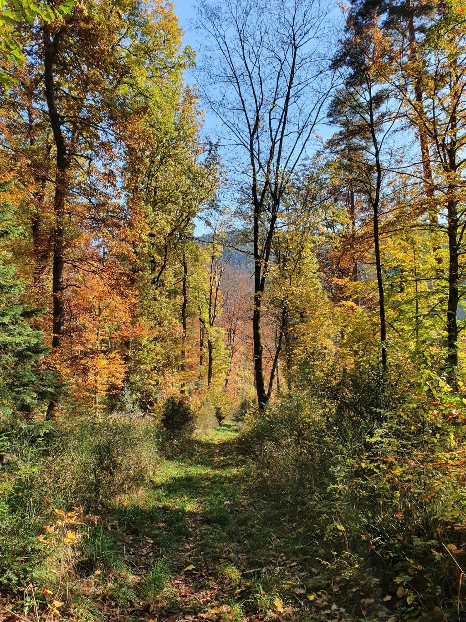 Ferienwohnung Kuckucksnest Bad Wildbad Esterno foto